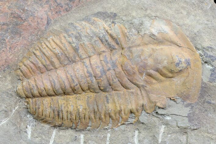 Orange Hamatolenus Trilobite Molt - Tinjdad, Morocco #82595